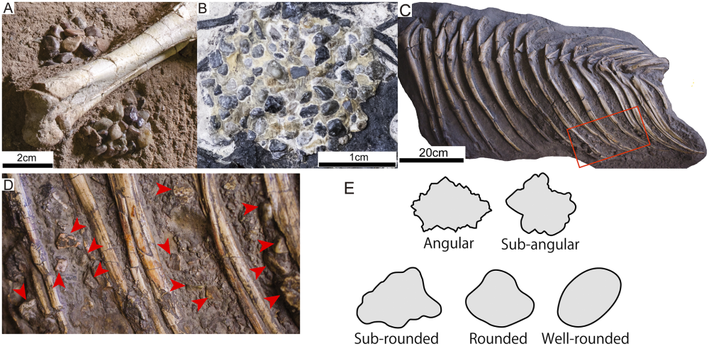 four photographs show fossilized examples of gastroliths in situ, some of which are angular and others are rounded